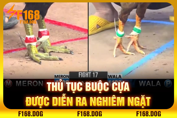 Thủ tục buộc cựa được diễn ra nghiêm ngặt